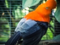 Cock500
