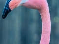 Flamingo500