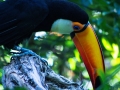 Toucan500