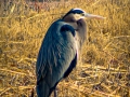 Great-Blue-Heron-LR1000wm