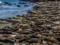 Seals1_1000