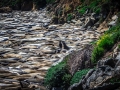 Seals2_1000