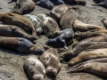 Seals3_1000