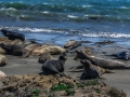 Seals4_1000
