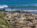 Seals5_1000