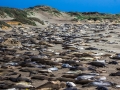 Seals6_1000