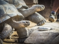 Tortoise1_1000