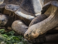 Tortoise4_1000
