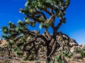 Tree1_1000