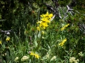 CreekFlowers1_1000