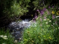 CreekFlowers2_1000