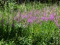 CreekFlowers3_1000