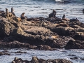 Seals1_1000