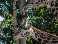 Giraffs1000