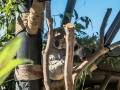 Koala1000