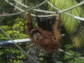 Orangutan+1000