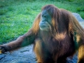 Orangutan1000