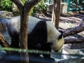 Panda1000